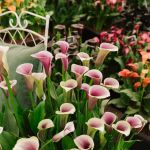 Gardening inspiration to beat the heat takes centre stage at garden festival