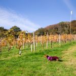 Celebrating the best of Welsh wine
