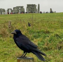 Crow_at_Stonehenge.jpg
