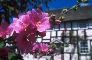 Mallow_and_black_and_white_buildings_in_Pembridge_village.jpg