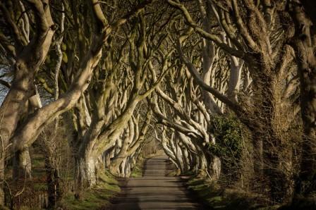 25943_The_Dark_Hedges_-_Copy.jpg