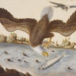Becoming America: how science shaped a nation