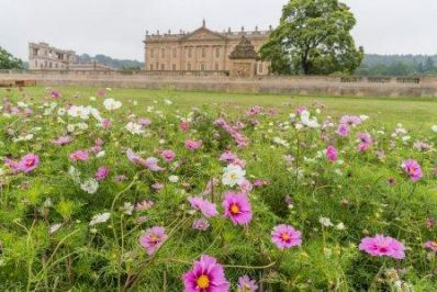 Chatsworth_Flower_Show_c_RHS_-_Copy.jpg