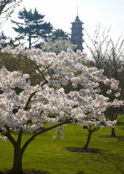 Kew_Gardens_Pagoda_c_VisitBritain_-_Joanna_Henderson_-_Copy.jpg