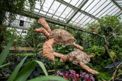Orchids_2022._Sea_Turtles_in_the_Princess_of_Wales_Conservatory._RBG_Kew._-_Copy.jpg