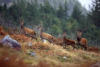 web-red_stag_rutting_season315_july_2013_72.jpg