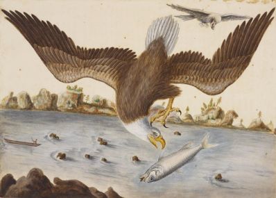 The_Bald_Eagle_Mark_Catesby_1722-26__Royal_Collection_Enterprises_Limited_2026._Royal_Collection_Trust_-_Copy.jpg