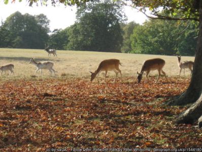 geograph-1544180-by-Peter-Whitcomb.jpg