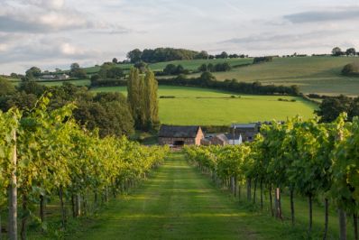 White_Castle_Vineyard_Wales.jpg