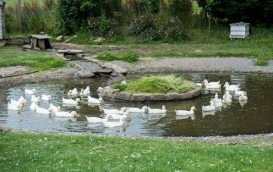 Llangoed_Hall_-_duck_pond_-_Copy.jpg