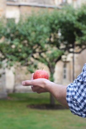 Cambridge_-_Trinity_College_Newtons_Tree_Apple_2_-_21.8.18.jpg