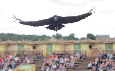 Vulture_overhead_Kynren_The_Storied_Lands_The_Lost_Feather.JPG