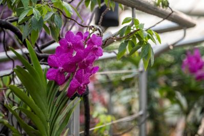 Orchids_2022_at_Kew_Gardens._RBG_Kew._-_Copy.jpg
