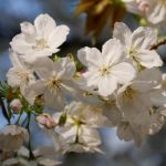 National Trust #BlossomWatch lifts spirits and celebrates nature
