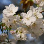 National Trust #BlossomWatch lifts spirits and celebrates nature