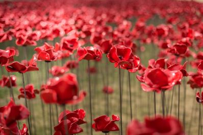 Poppies_c_Historic_Royal_Palaces_-_Copy.jpg