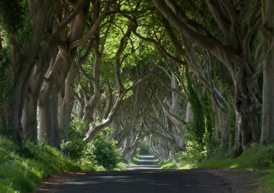 Dark_Hedges_Co_Antrim_TI72HAP_Credit_Tourism_Ireland_by_Arthur_Ward.jpg