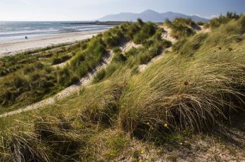 Tyrella_Beach_Co_Down_c_Tourism_Ireland.jpg