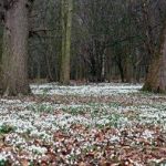 Picture perfect snowdrops in Shropshire