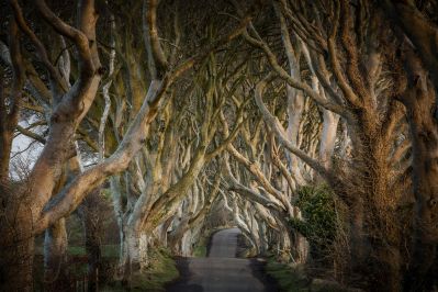 Game_of_Thrones_-_The_Dark_Hedges_The_Kingsroad_No_Credit_Reqd.jpg