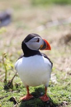 Puffin_Skomer_Island_Pembrokeshire_-_Copy.JPG