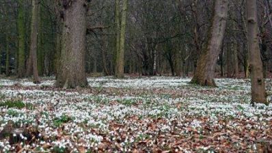 Snowdrops_at_Attingham_Park.jpg