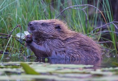 beaver_Argyll_Beaver_Centre_-_Copy.jpg