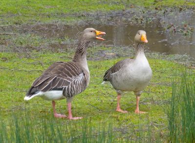 joannamaitland-goose-3858934_1280.jpg
