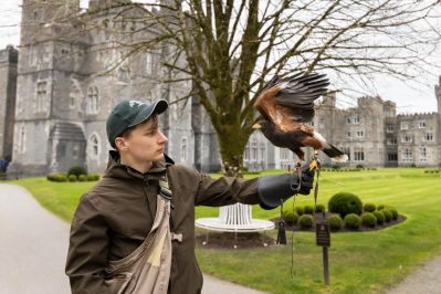 Mayo_Ashford_Castle_Falconry_School-30.tif_TI72VMX_Emilia_Jefremova_for_Tourism_Ireland.jpg