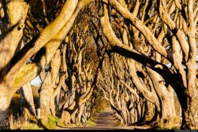 The_Dark_Hedges_County_Antrim_c_Visit_Britain_-_Ben_Selway_-_Copy.jpg