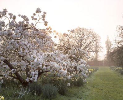 Apple__blossom_at_Sissinghurst_in_Kent._Cr_NT_Images__David_Sellman.jpg