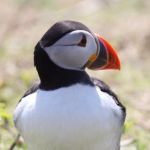 Watch Welsh puffins live