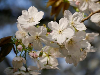 Cherry_blossom_at_Wimpole_in_Cambridgeshire._Credit_NT_Images__Catherine_Hayburn.jpg