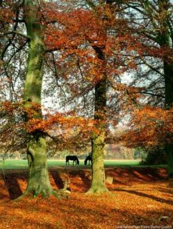 New_Forest_ponies_in_autumn_c_Visit_England-New_Forest_District_Council.jpg