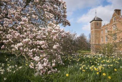 Cherry_tree_blossom_at_Hinton_Ampner_in_Norfolk._Credit_NT_Images__Justin_Minns.jpg