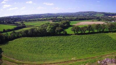 190918_From_East_over_Velfrey_vines.jpg