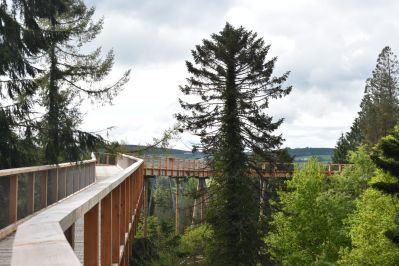 Avondale_Treetop_Walk_Co_Wicklow_master_c_Coillte_courtesy_Coillte.jpg