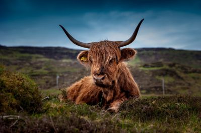 cattle-gbff678da8_1280.jpg