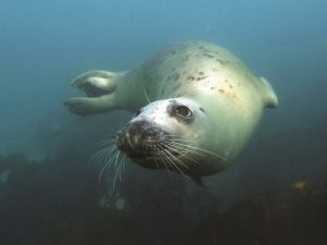 Scilly_Seal_-_Copy.jpg