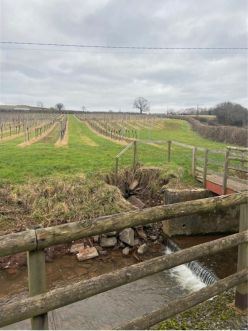 White_Castle_Vineyard.jpg
