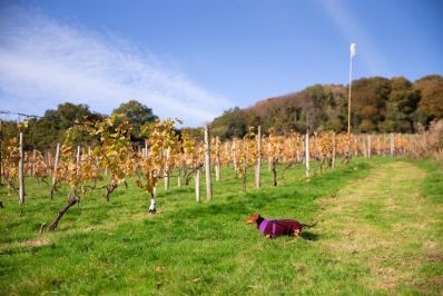 Parva_Farm_Vineyard_Tintern_-_Copy.jpg