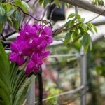 Brighten up the winter days at Kew Gardens' Orchids